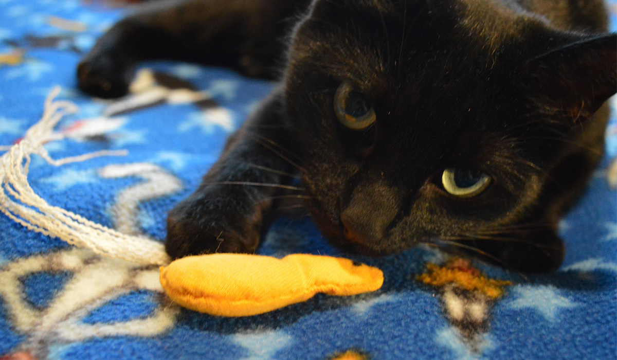 a cat with a bird shaped cat nip filled toy